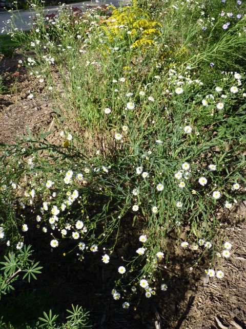 Boltonia asteroides